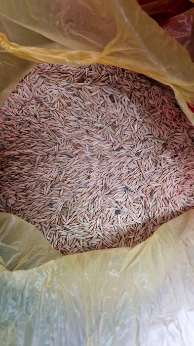 Продам овес . Сухой.