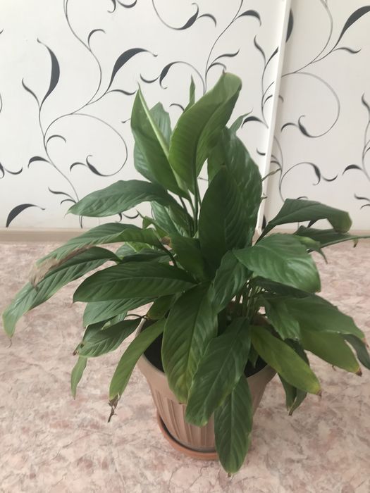 Цветы комнатные продам