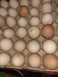 Ouă găini brahma, gâște, rațe