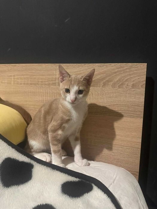 Котета Родени на 01.07 си търсят дом.