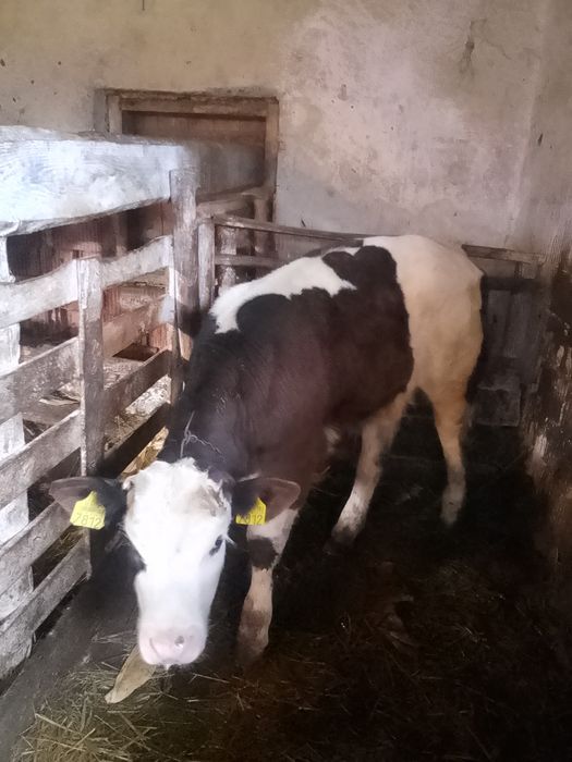 Vând vițel belgian