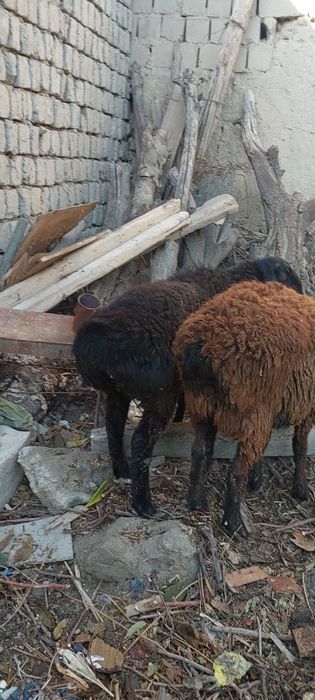 Bugoz quylar sotiladi