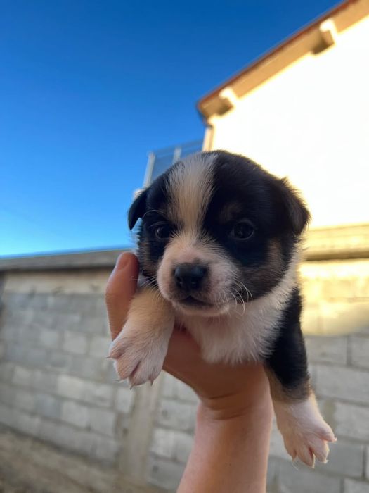 Подарявам кученце