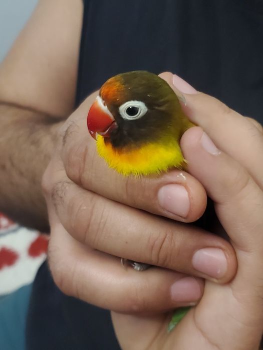 Papagali Agapornis-3 buc