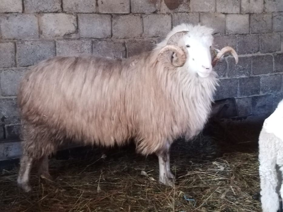 Strămior băl de vânzare