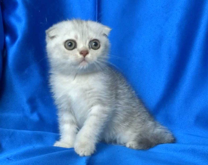 Британско и Шотландски късокосмести котенца