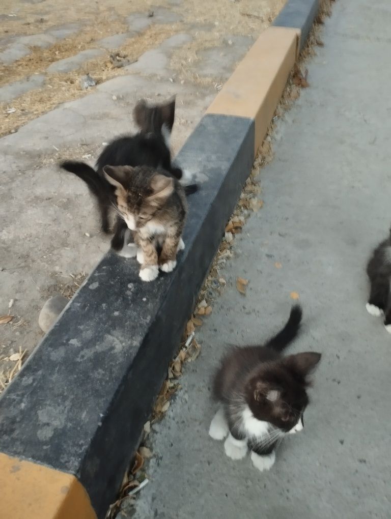 Отдам даром пять котят,самостоятельно кушают,
