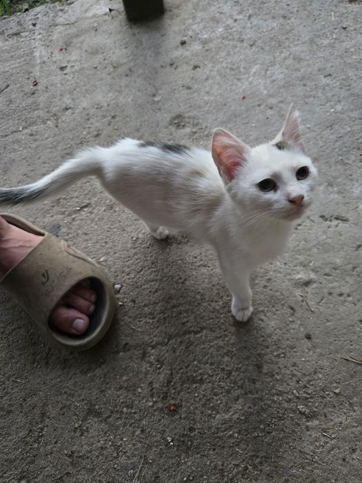 Dau spre adopție 2 pisicuțe