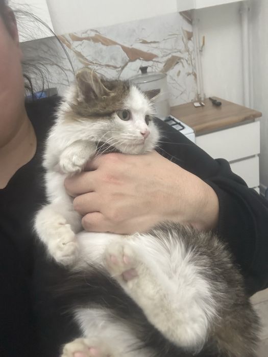 Котенок девочка 4-5 месяцев срочно ищет дом!