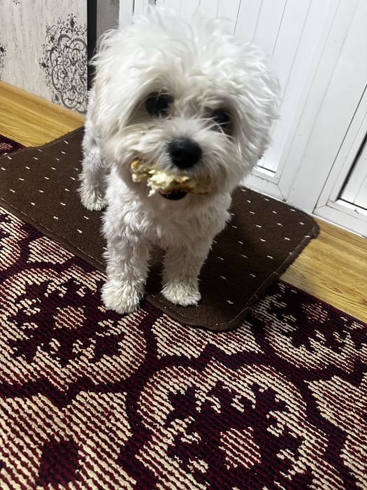 вяска малти пу