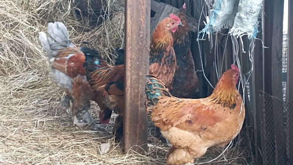 Домашние петухи  молодые