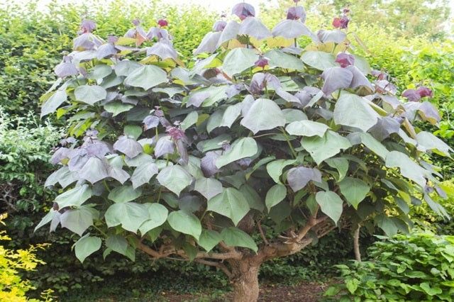 Catalpa Purpurea
