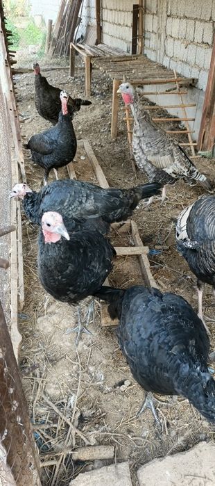 Induk kurka sotiladi. Продаются Индуки