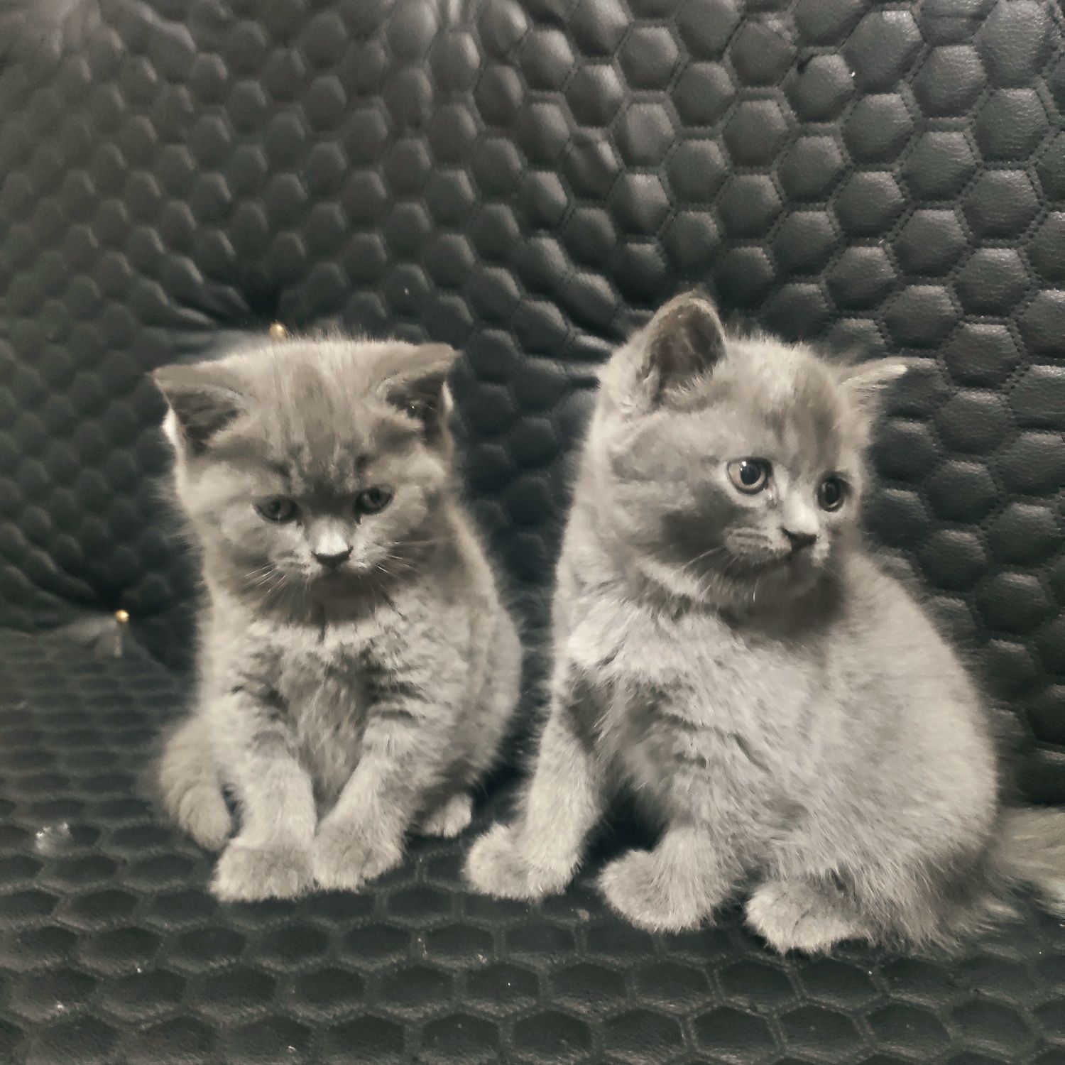 Продаютса кошки в харошие руки