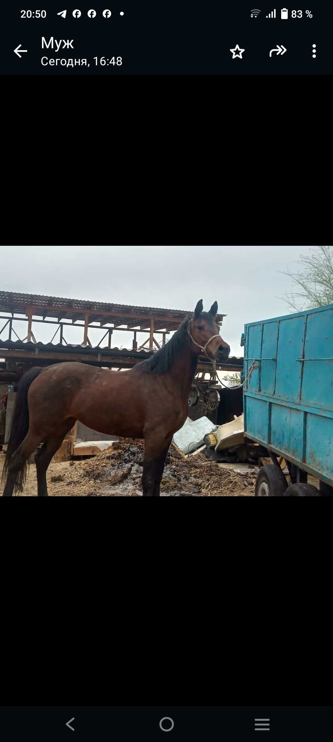 Продам лошадь полукровку