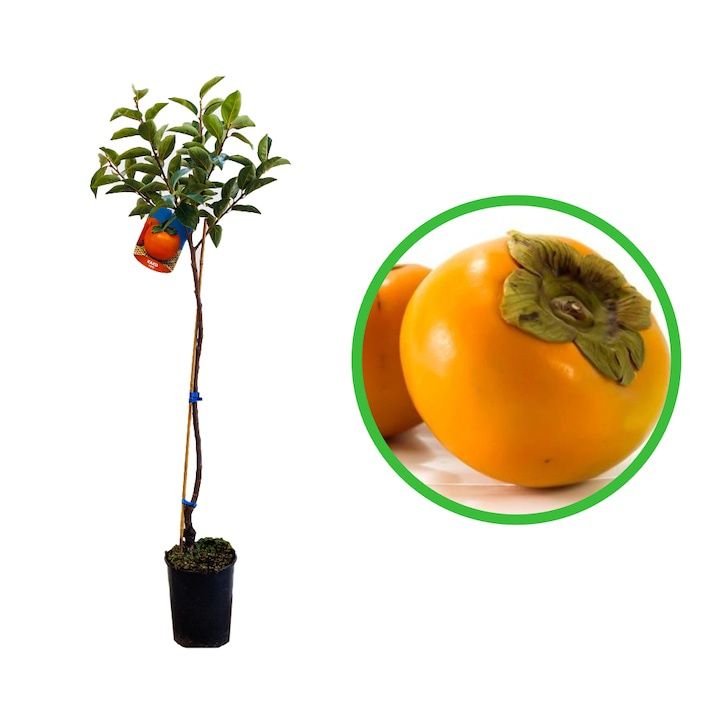 KAKI la Ghiveci (Disponibile toate Soiurile )