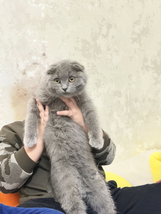 Scottish Fold Yangi Yilga yaqinlaringizni xursand qiling!