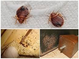 Дезинфекция Dezinfeksiya клопов klapa va Tarakan клопов от тараканов