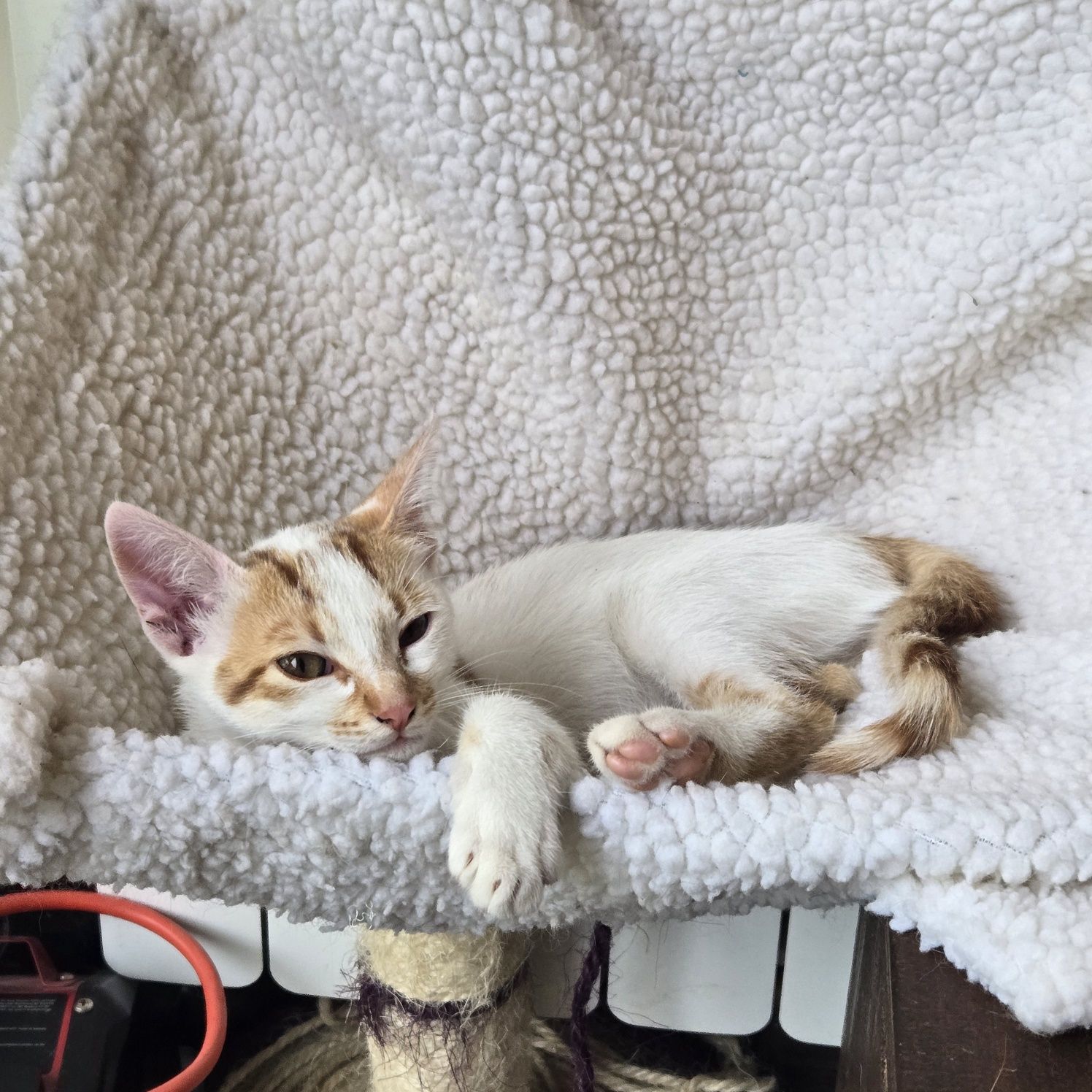 Коте на 3м. търси дом