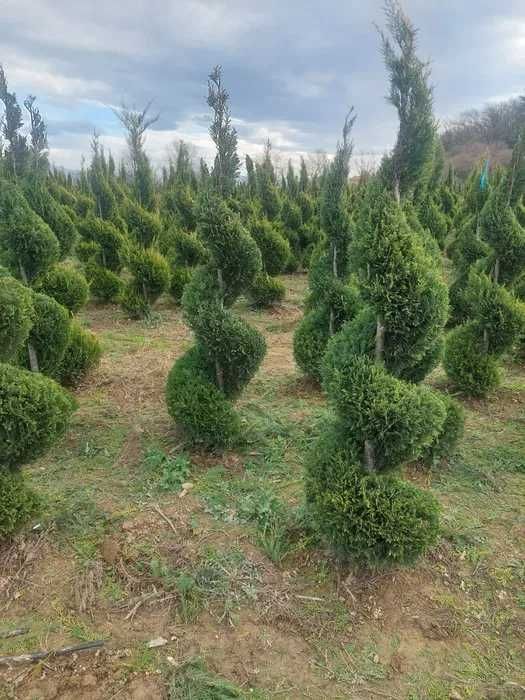 Vand Cupressocyparis Leylandii Spirala