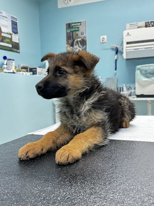 Немска овчарка женска