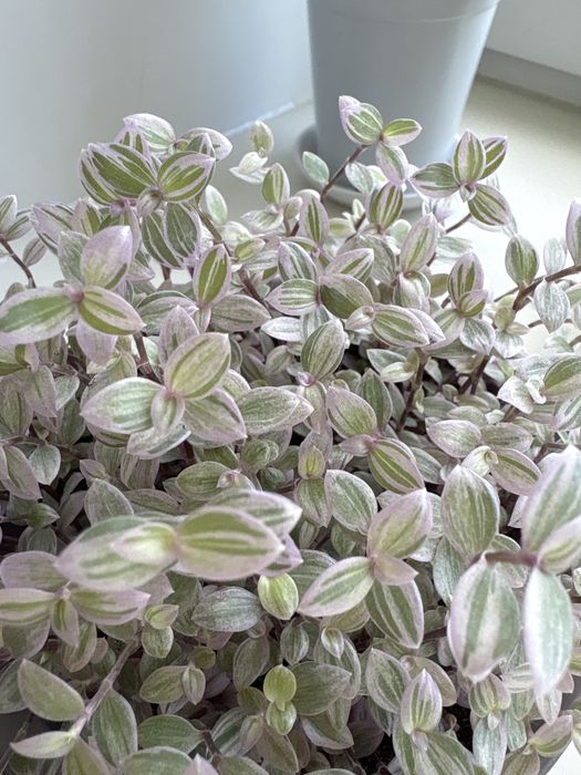 Продам ЧЕРЕНКИ Традесканции розовой