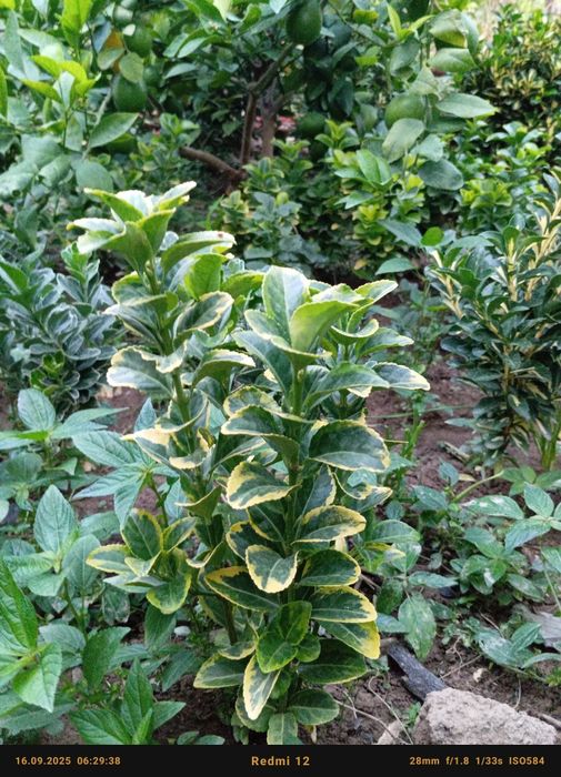 Бересклет номли декоратив кучатлар сотилади оптом олувчилар диккатига