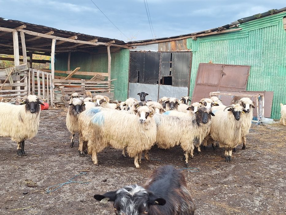 Vand 20 de oi tinere