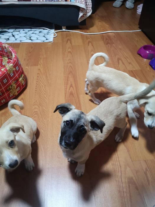 Donez catelusi  forte bine ingrijiti