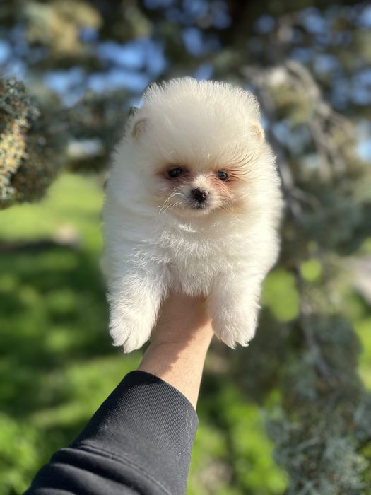 Мини Померан.