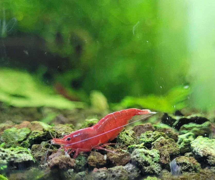 промоционална цена:Скариди, ендлери и живи хранителни култури