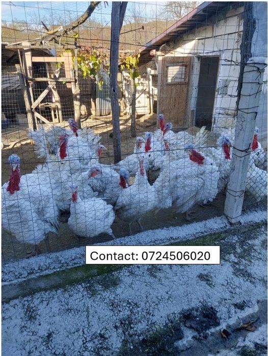 Curcani de tara 40lei/kg