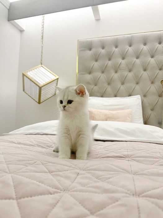 British Shorthair Chinchilla