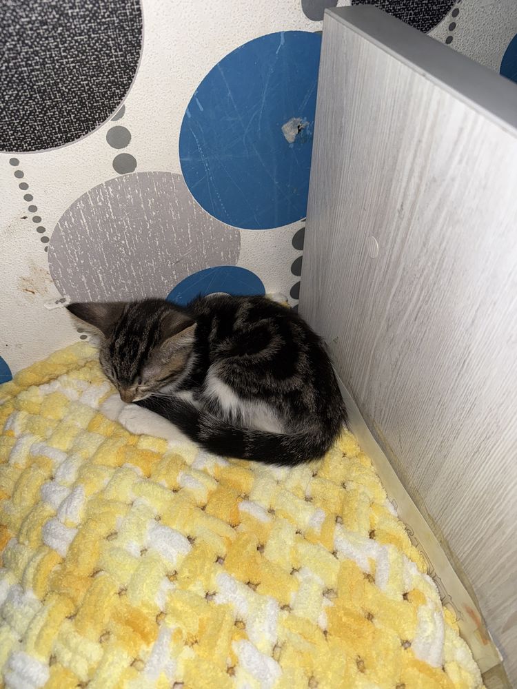 Продаем котенка в добрые руки 2-3 месяца , к лотку приучана