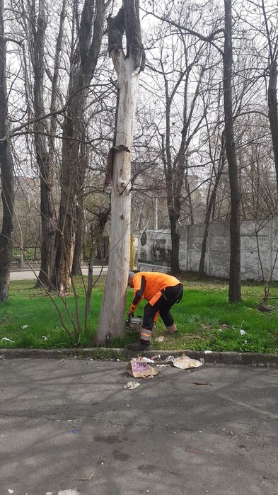 Taiere Arbori/Curățare Grădini La cel Mai bun Preț.