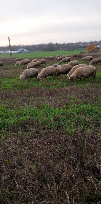 Vând 40 de oi depuse