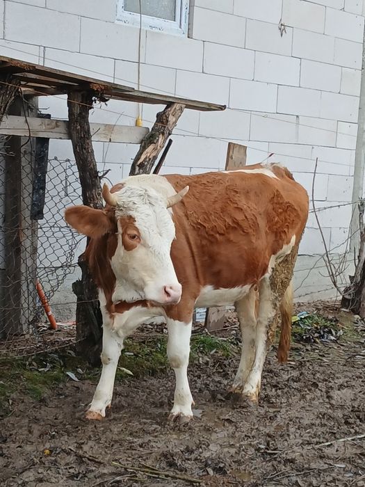 Vaci de vânzare a fata