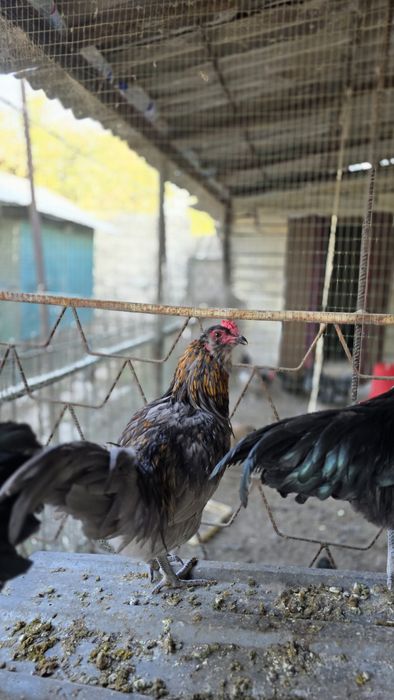 Петухи породы Амераукана, 6 месяцев