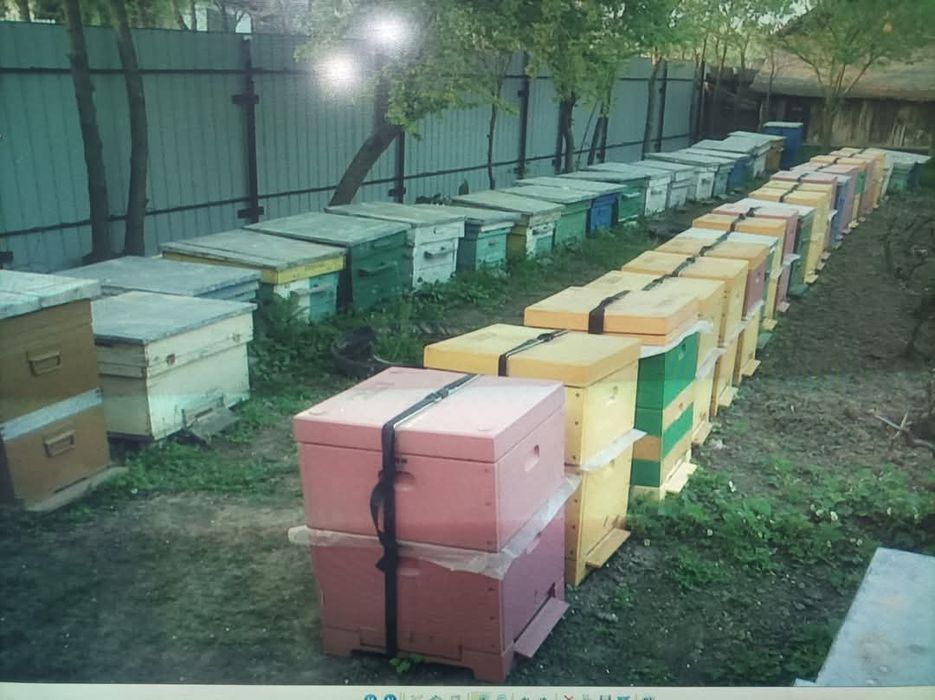 Vand 9 familii albine +2 roiuri, 15 lăzi poliuretan, centrifuga inox ,