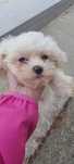 Bichon maltez alb pufos