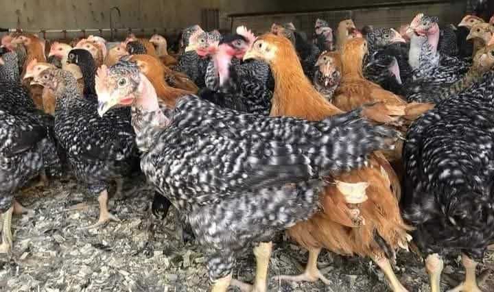 Pui rasa mixta porumbaci rosii kabir si albi de carne