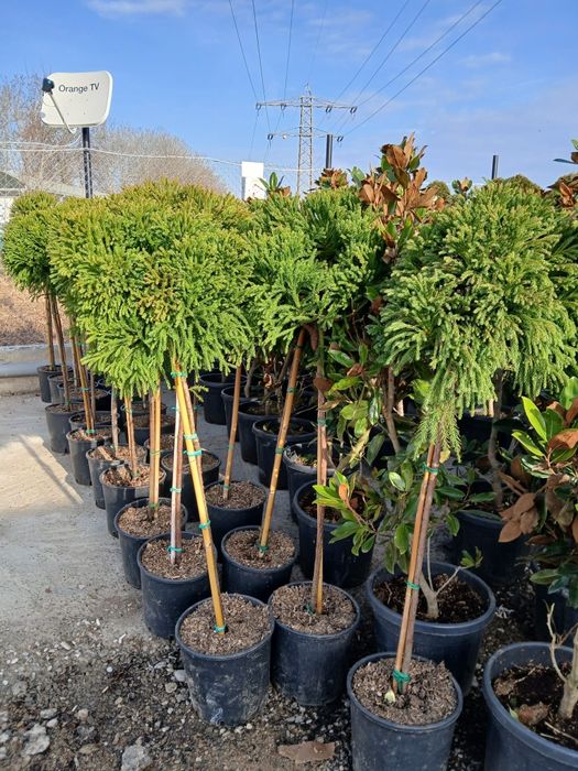 Plante ornamentale