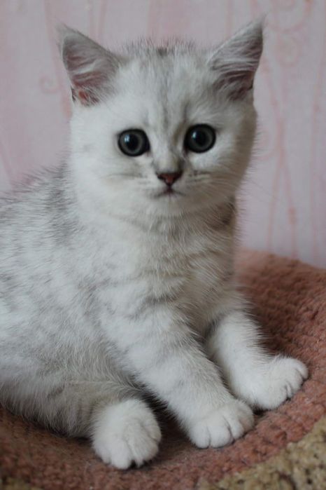 Серабрист Британский Шиншила