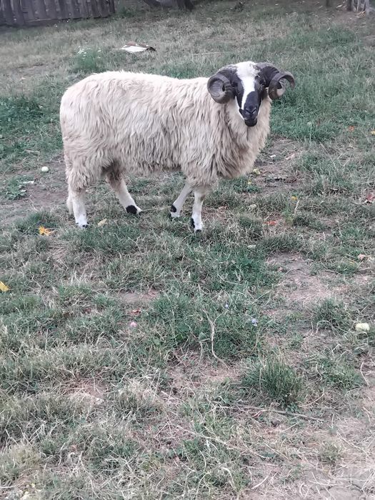 De vânzare, sau la.schimb pe o oaie
