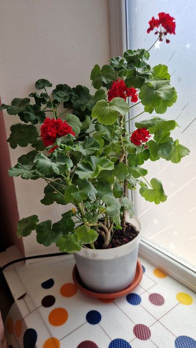 Продам комнатные цветы