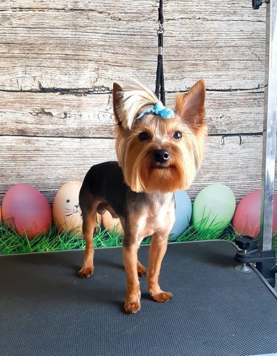 Ищим подружку для вязки уже две вязки