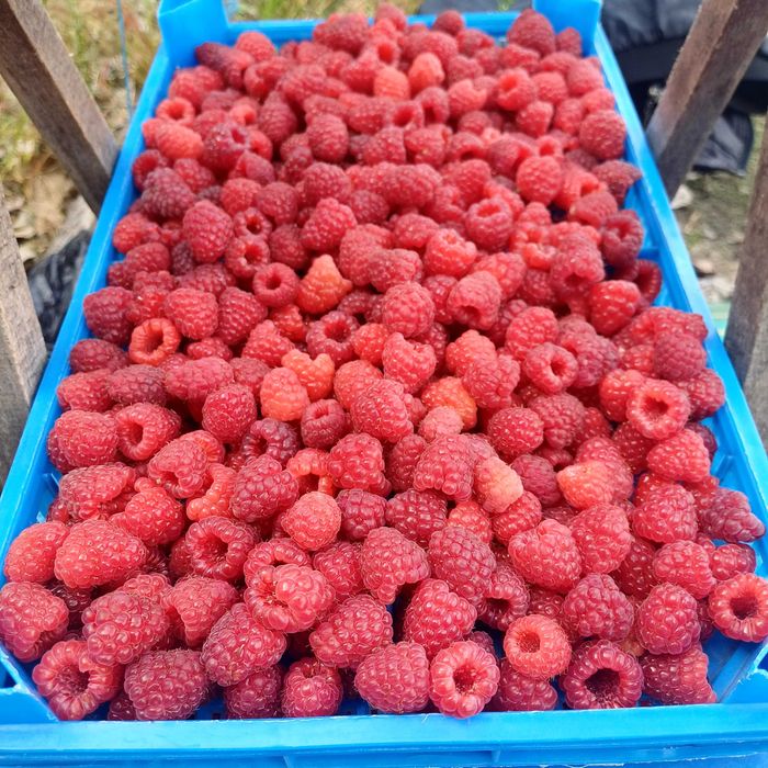 Продавам Разсад Малини Корени