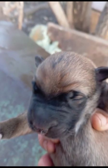 Отдам щенков от овчарки