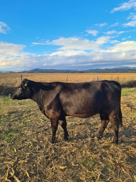 Vand doua vaci angus