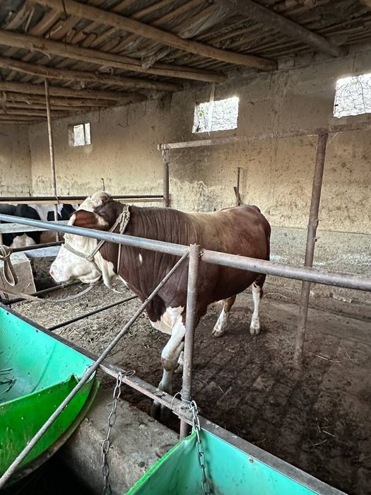 Buqa grinford 1 yosh